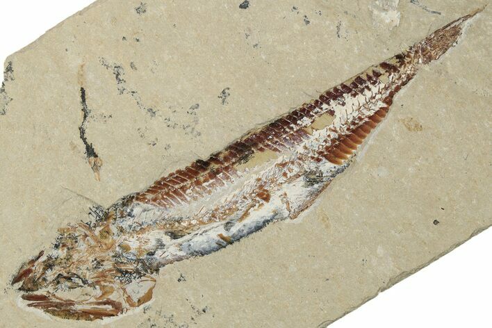 Cretaceous Viper Fish (Prionolepis) Fossil - Lebanon #200632